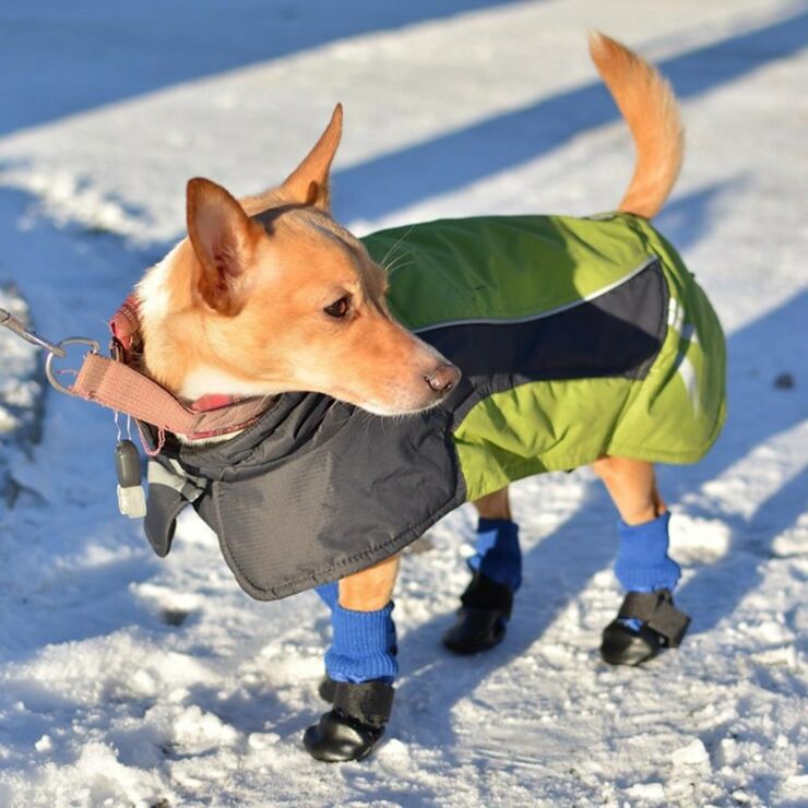 Dogs Dressed Up In Snow Clothes For Winter Are Adorable