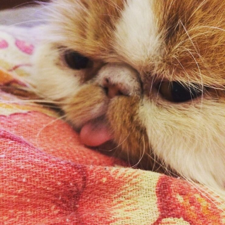 r/Blep Is The Place For Cats With Their Tongues Stuck Out