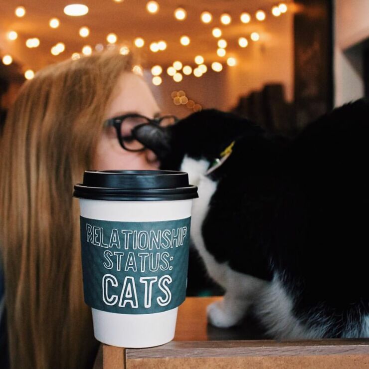 A Permanent Cat Cafe Is Coming To Los Angeles