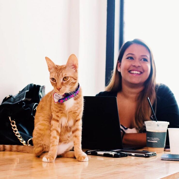 A Permanent Cat Cafe Is Coming To Los Angeles