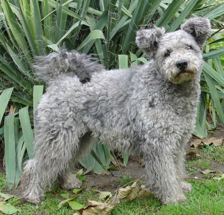 The Pumi Is Officially A New Dog Breed And It's Super Cute