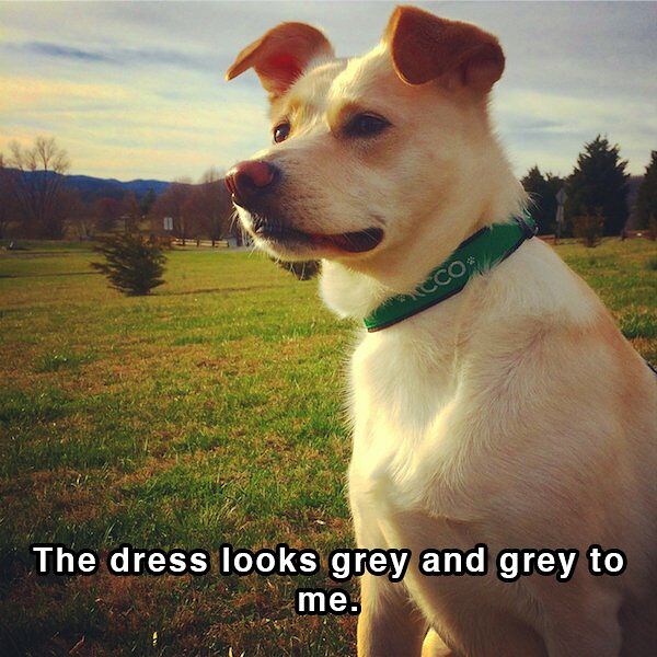 30 Dog Shower Thoughts Your Pet Pooch Thinks About