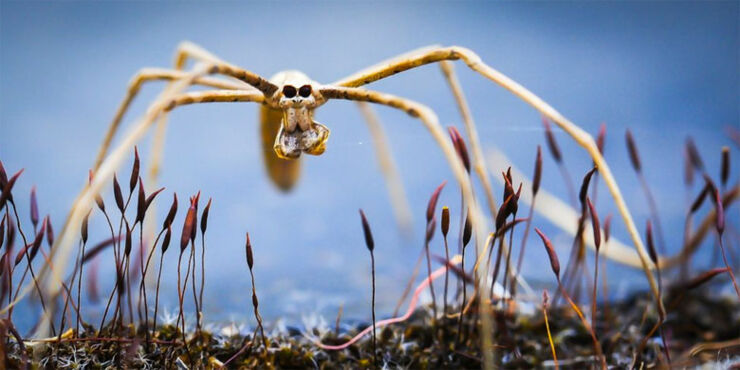 NOPE Spider The Most Terrifying Arachnids On The