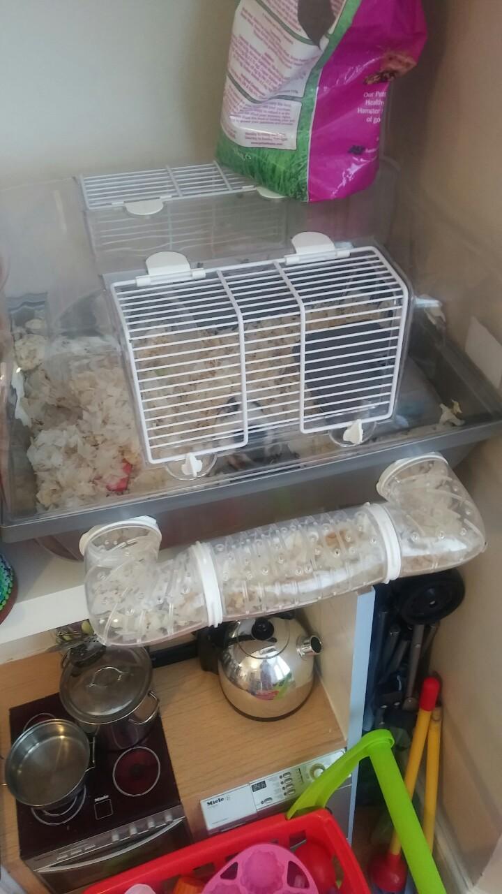 Dwarf hamster and cage in CT20 Folkestone für 15,00 £ zum Verkauf
