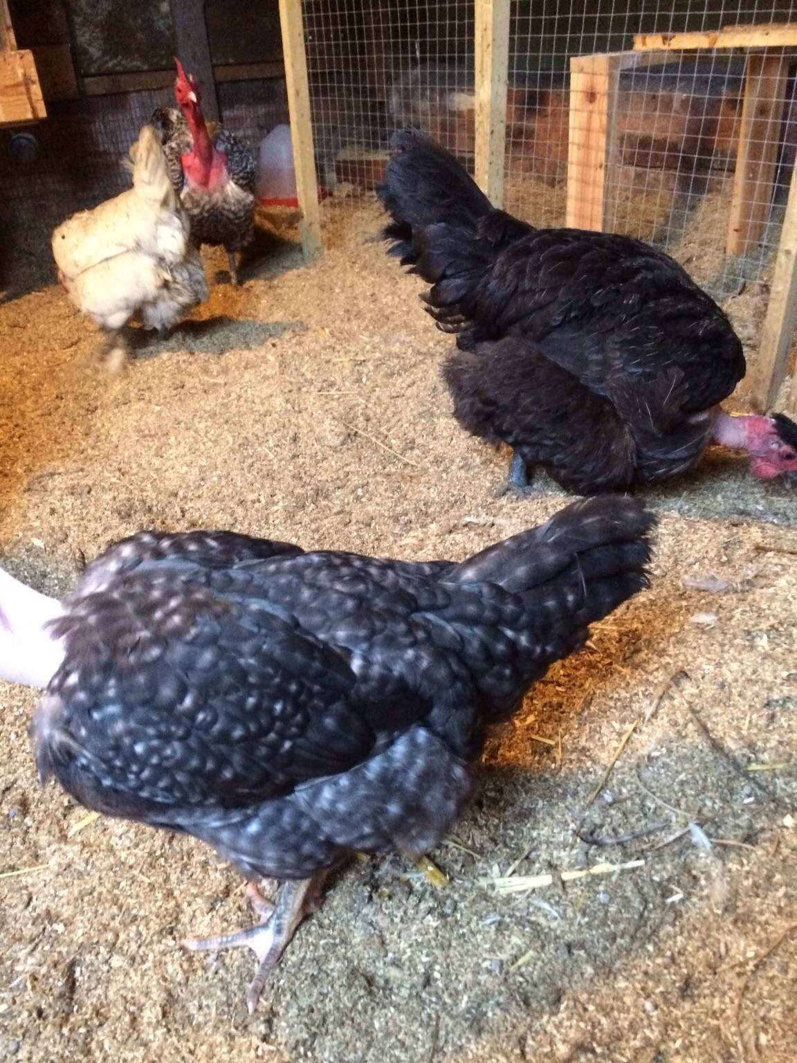 Fertile chickens hatching eggs for sale in B66 Sandwell for £1.00 for