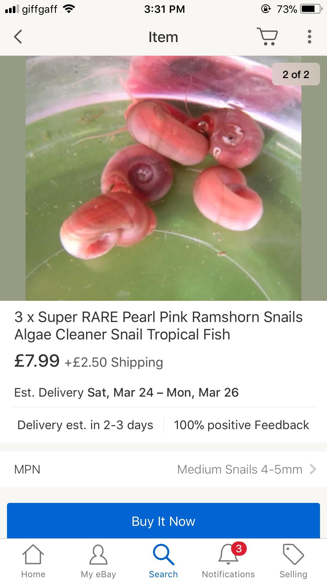 Pearl pink ramshorn snails for fish tank in DY1 Dudley for £0.50 for