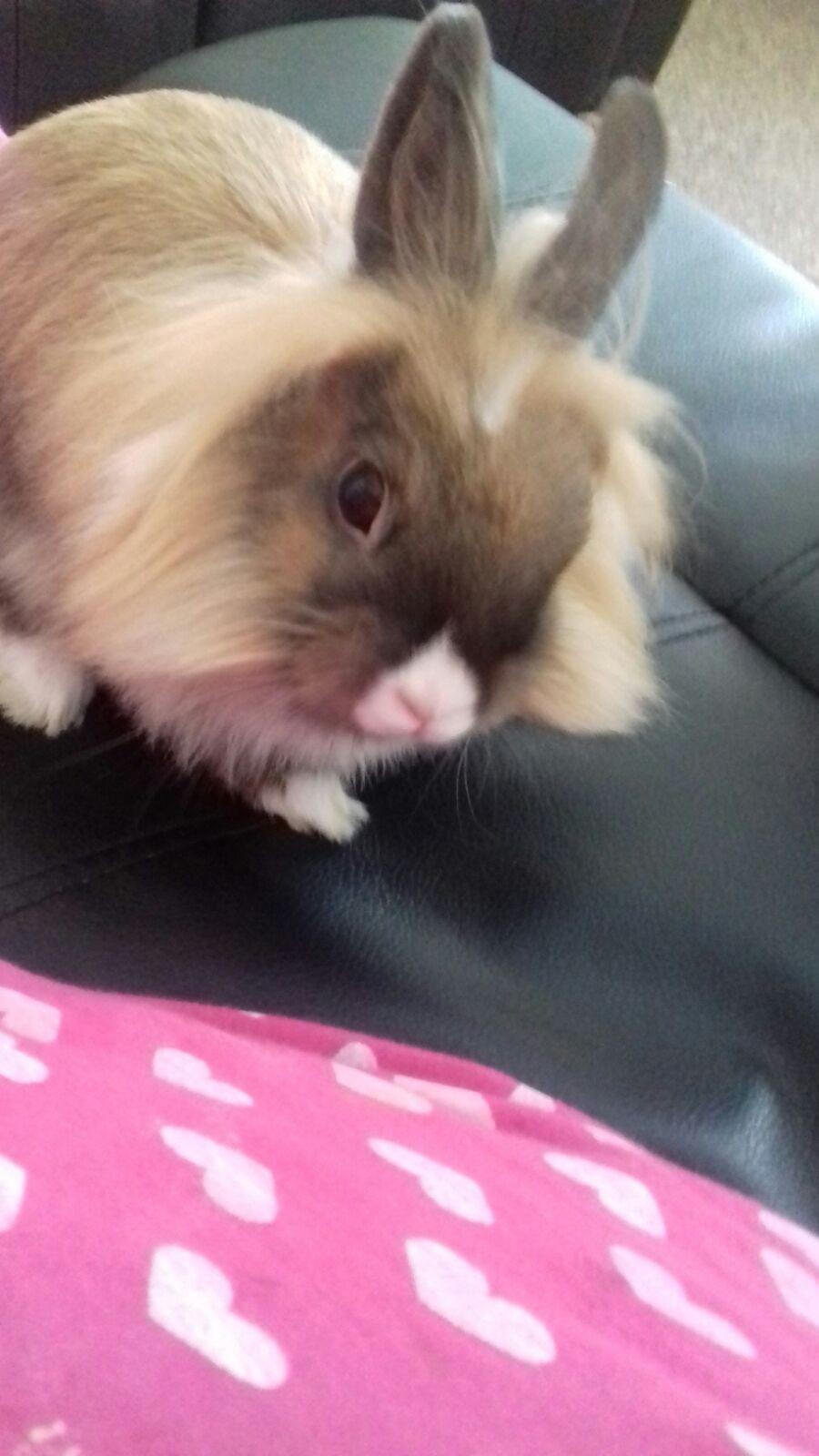 Lionhead rabbit & cage & accessories in B29 Birmingham für 50,00 £ zum Verkauf Shpock DE