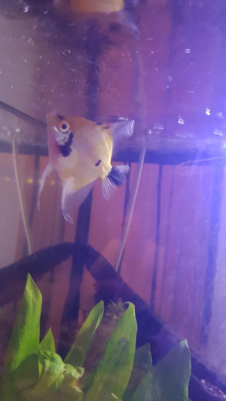 3 x Tropical Angel Fish in Doncaster for free for sale Shpock