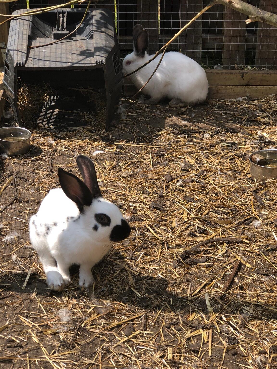 Rabbits in Bradford für £ 10,00 zum Verkauf Shpock AT
