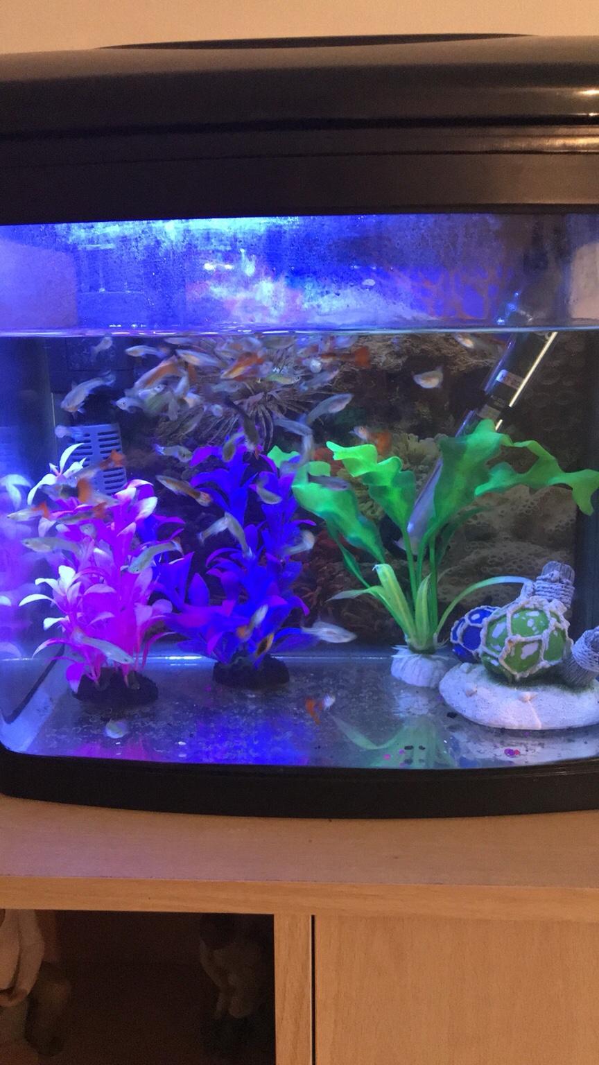 Fish tank and fish for sale in DY4 Sandwell für £ 30,00 zum Verkauf