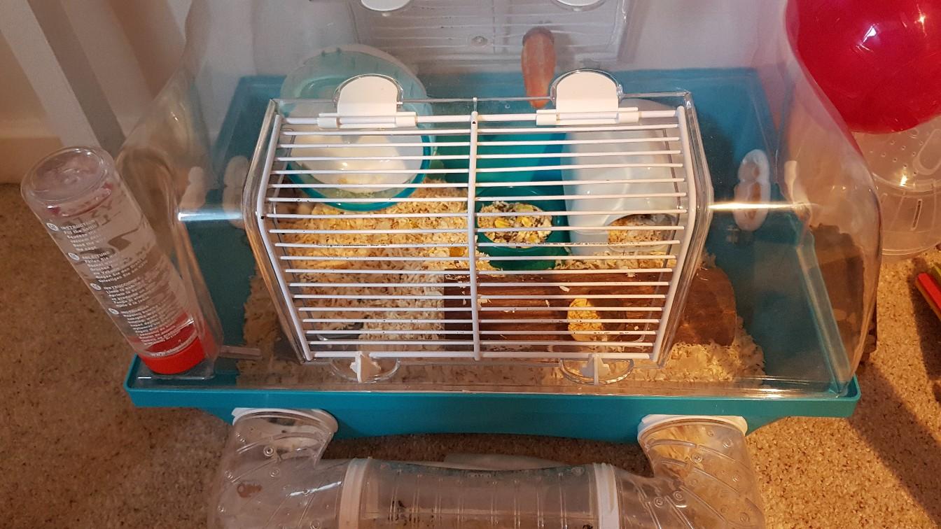 2 Hamsters, Cage and Full Set Up in DE73 Derby für £ 25,00 zum Verkauf