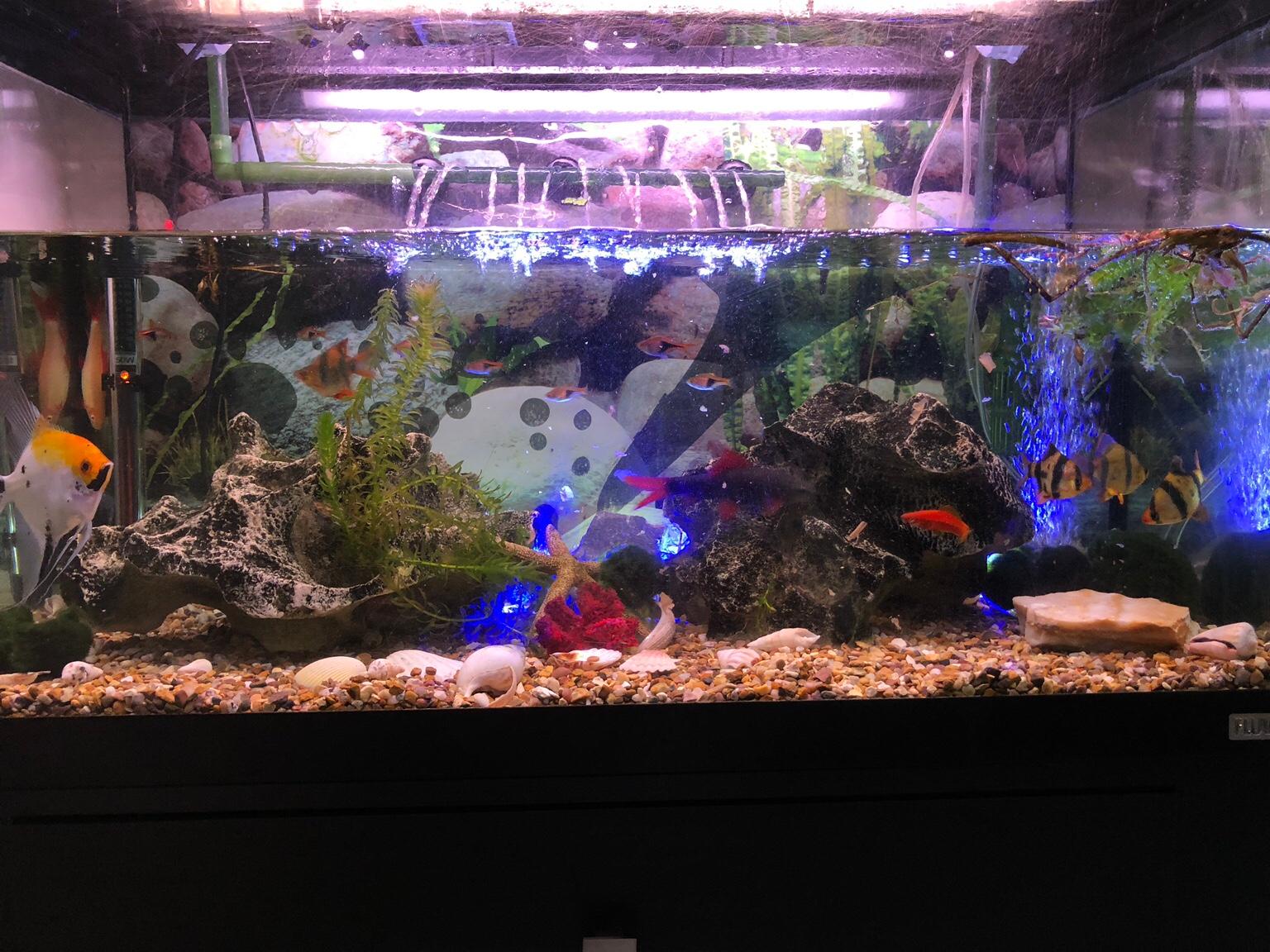 Fish tank complete set up in WF9 Wakefield für 140,00 £ zum Verkauf