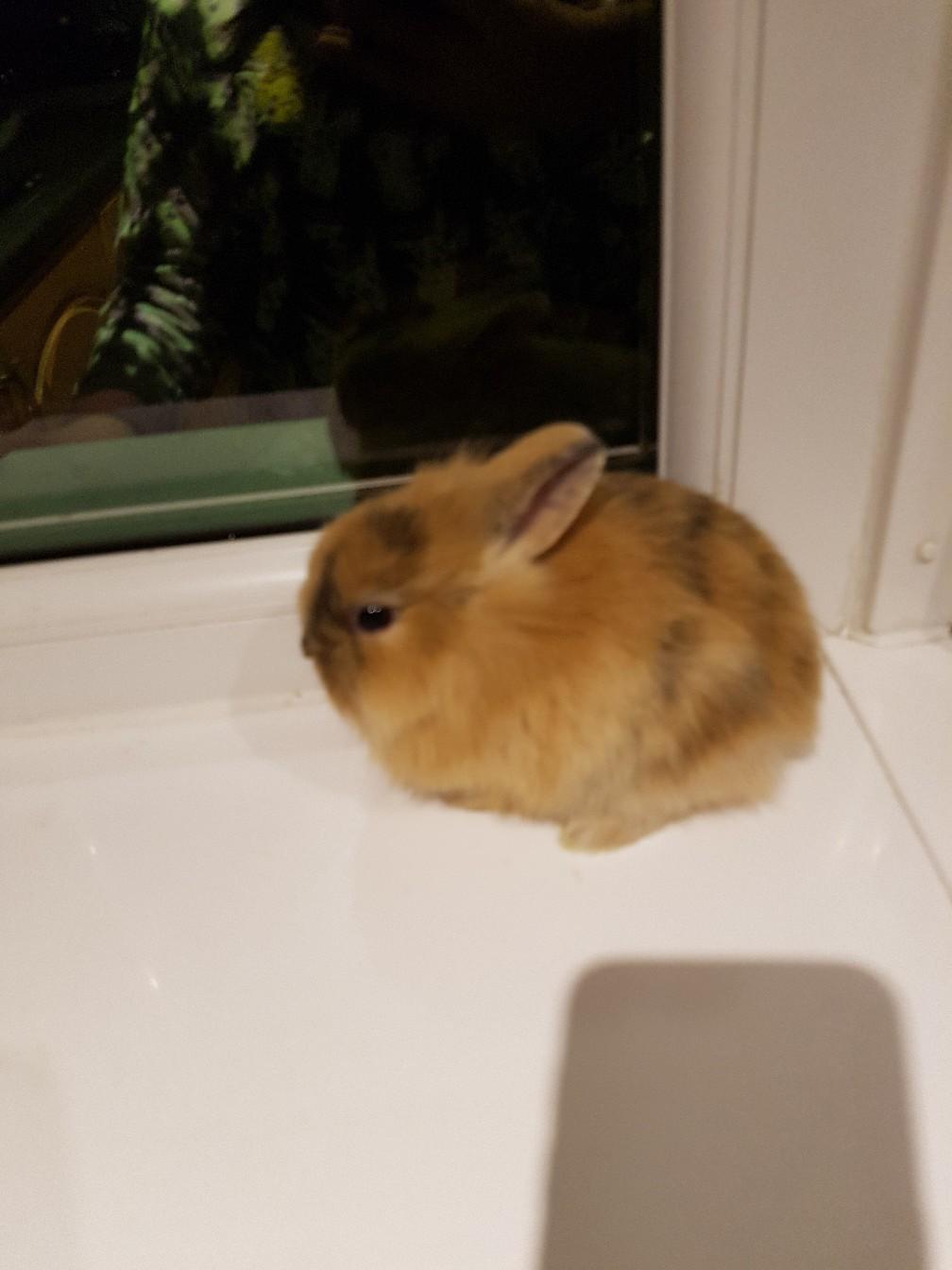 Rabbit with large Double storey Hutch in B19 Birmingham für 40,00 £ zum