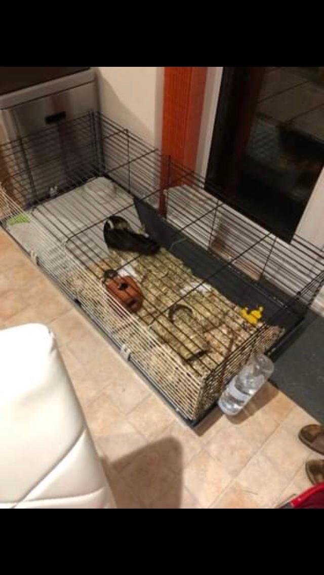 Guinea pig/rabbit indoor cage in WF4 Wakefield für £ 25,00 zum Verkauf