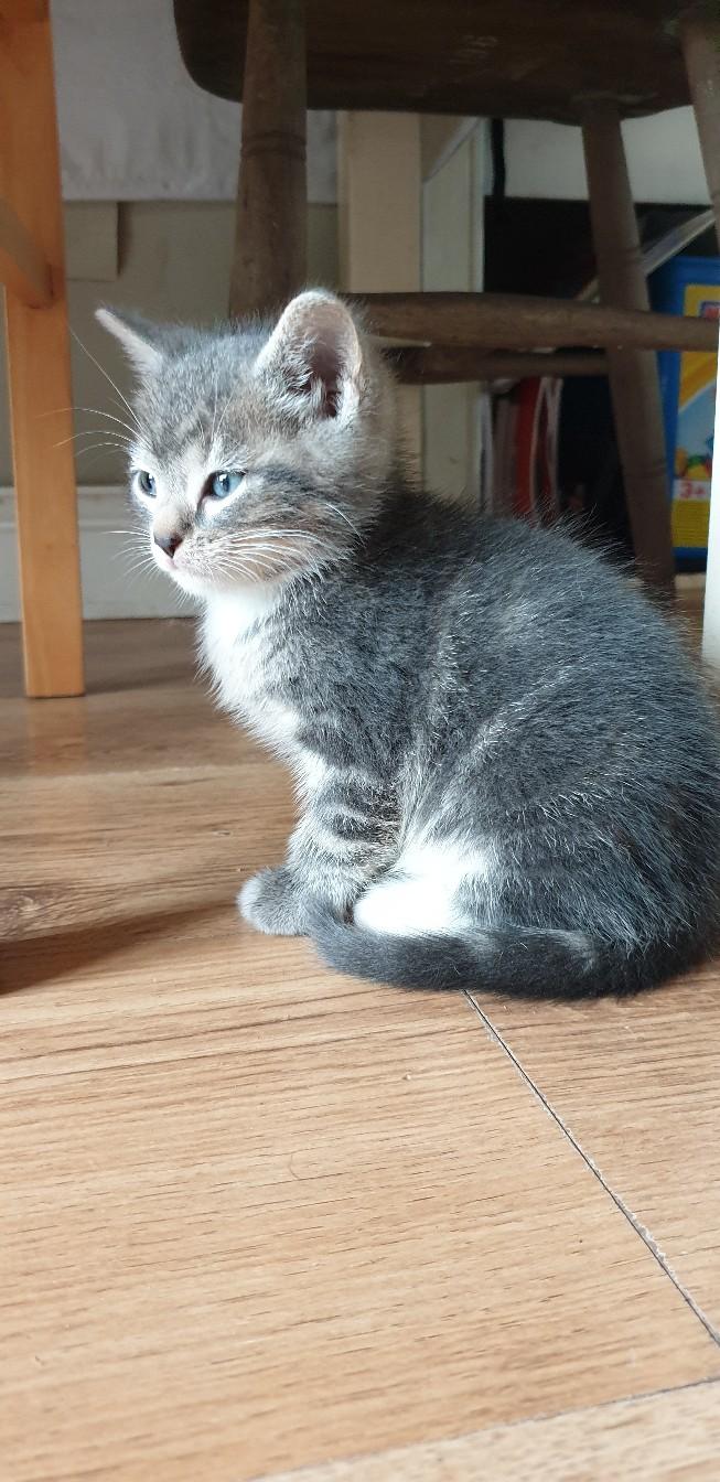 2 Male kittens for sale in Somerset West and Taunton for £45.00 for