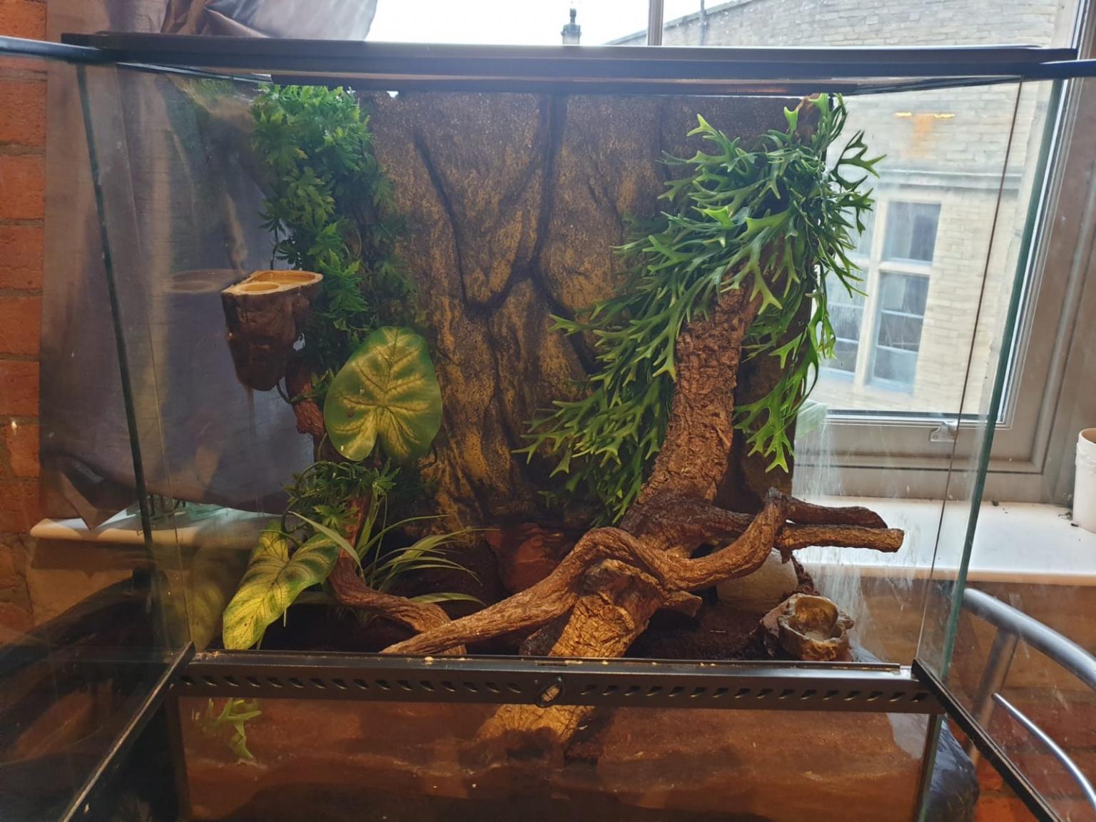 Crested Gecko's for sale with set up in BD3 Bradford für £ 140,00 zum