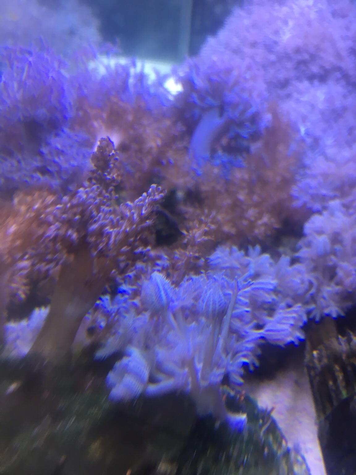 Pulsing Xenia corals and Kenya trees in BB2 Blackburn für £ 20,00 zum