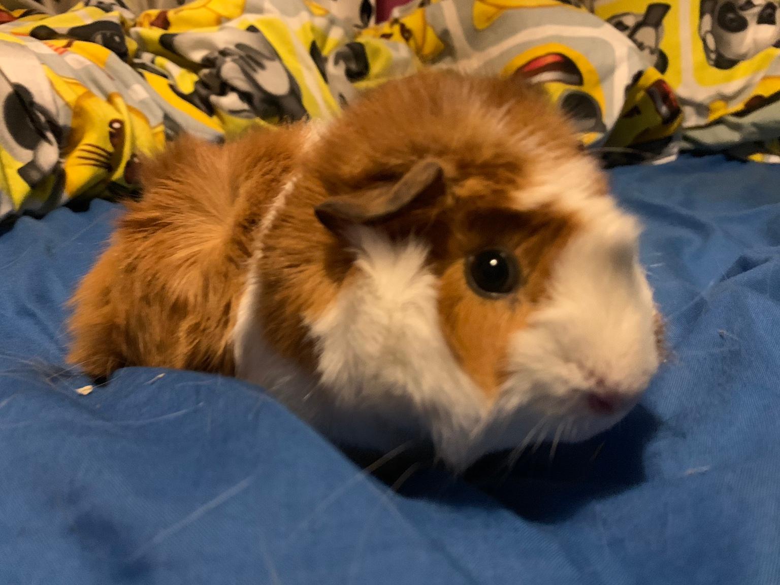 2 guinea pigs and cage in LS17 Leeds für £ 70,00 zum Verkauf Shpock AT