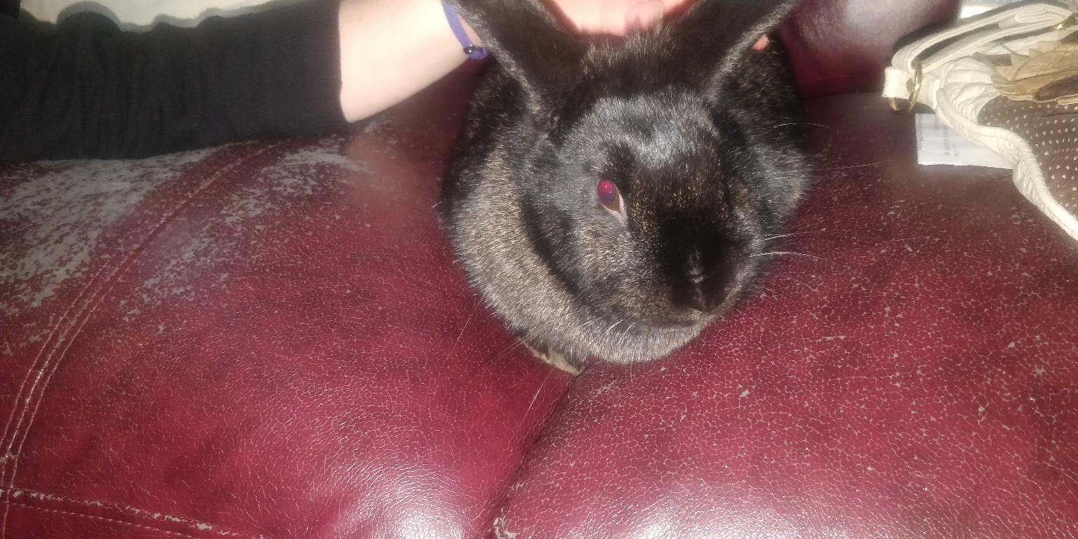 2 tier hutch and 2 Rabbits for sale in TS25 Hartlepool for £80.00 for