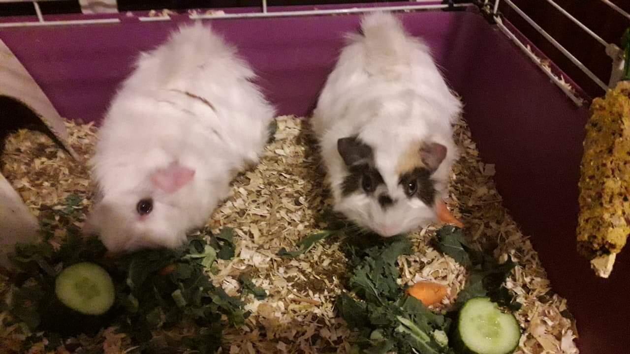 rehome male guinea pigs brothers in SR5 Sunderland for free for sale