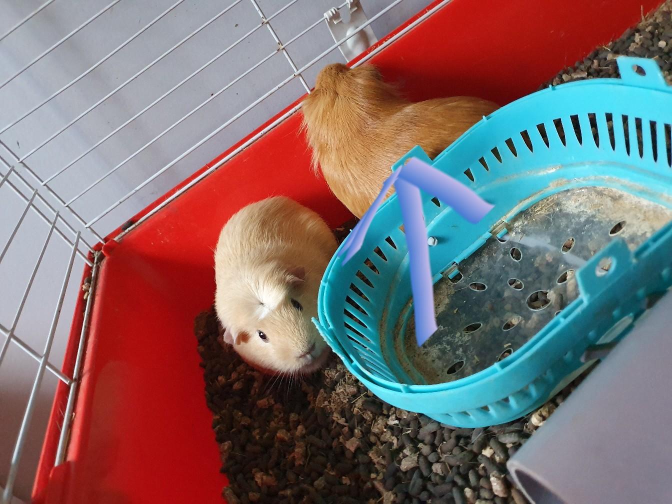 2 female Guinea pigs in B61 Bromsgrove for £20.00 for sale Shpock