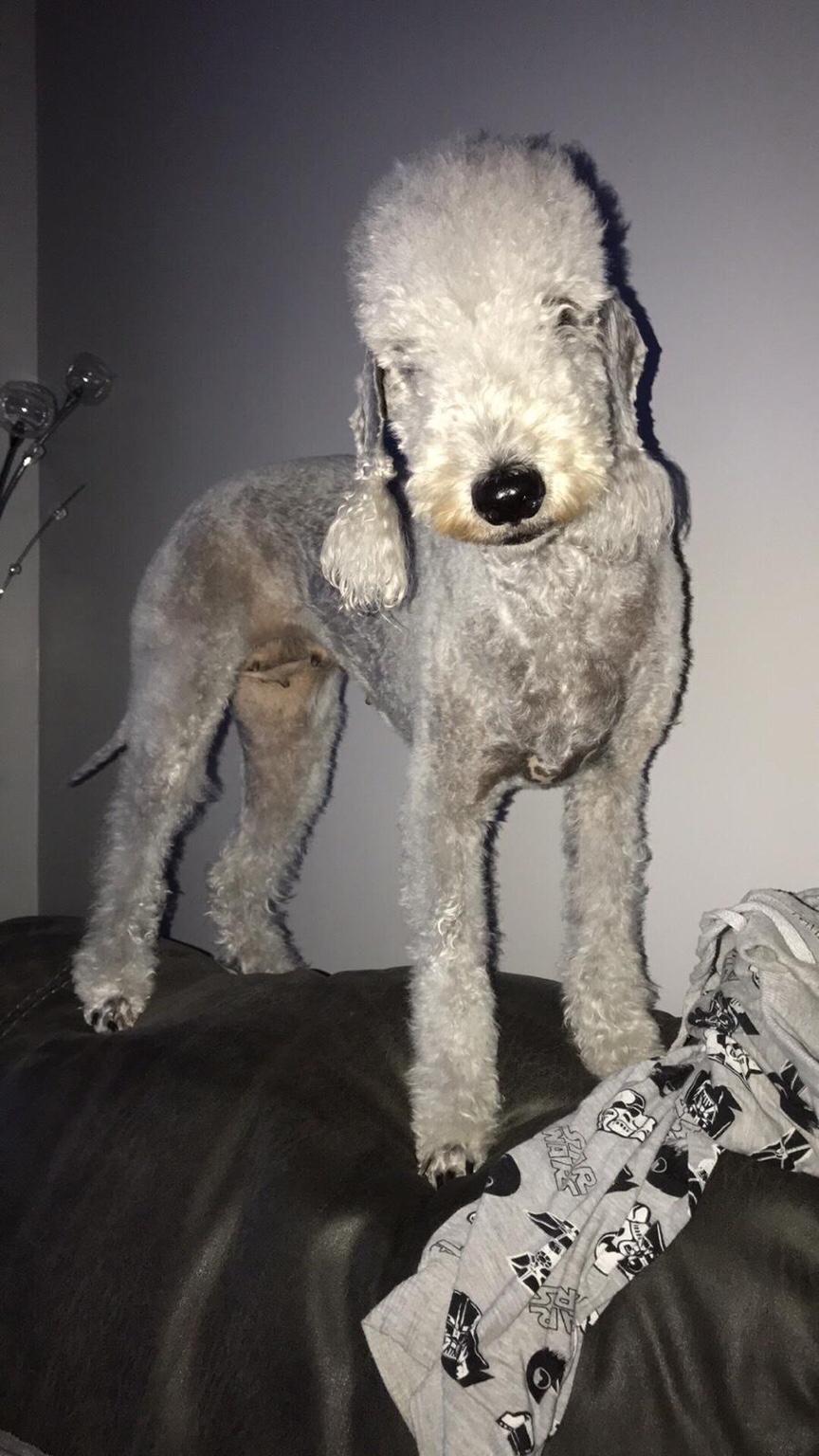 Bedlington terrier x Italian greyhound pups in Sunderland for £400.00