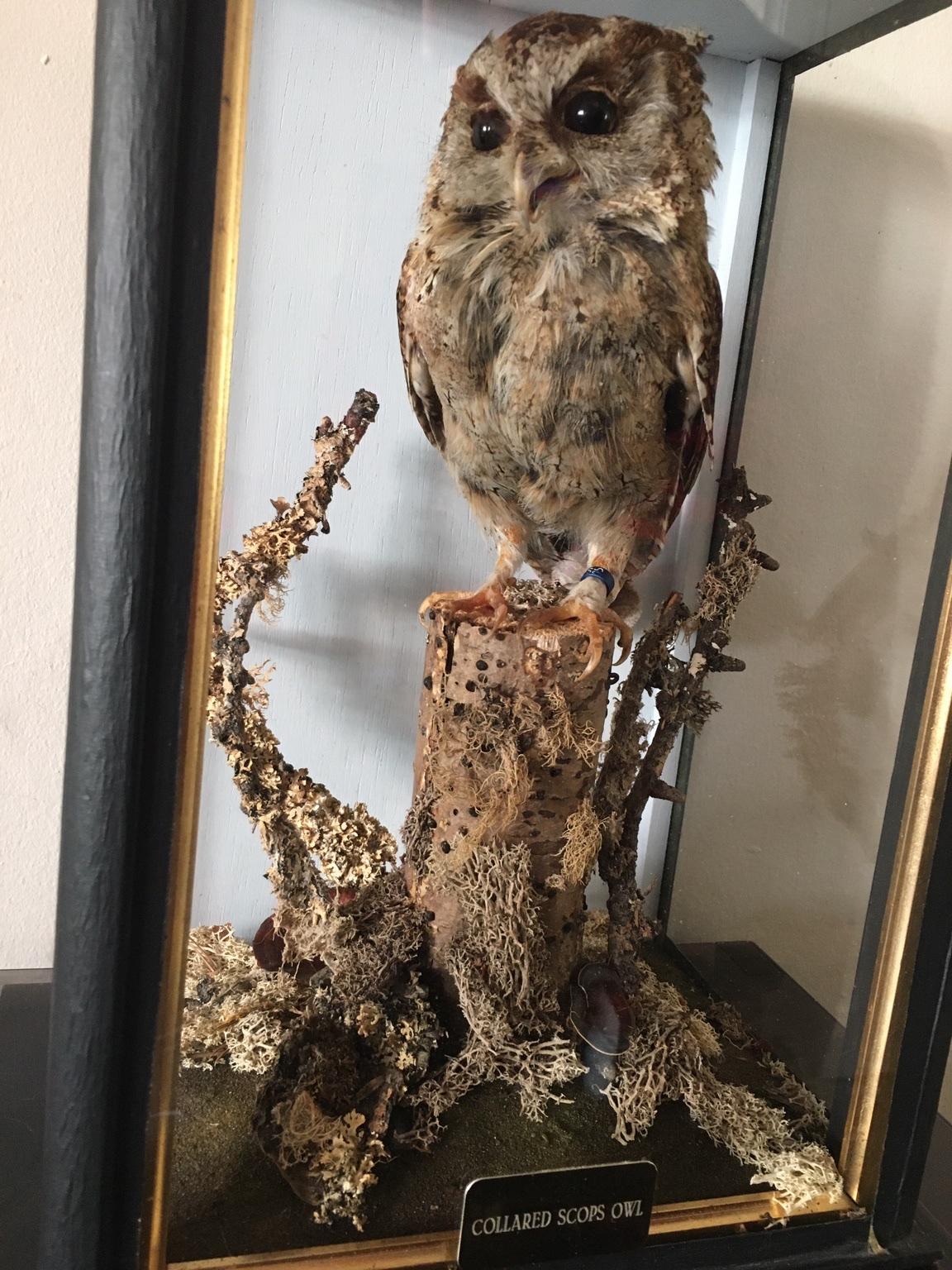 Taxidermy Owl in Salford for £80.00 for sale Shpock