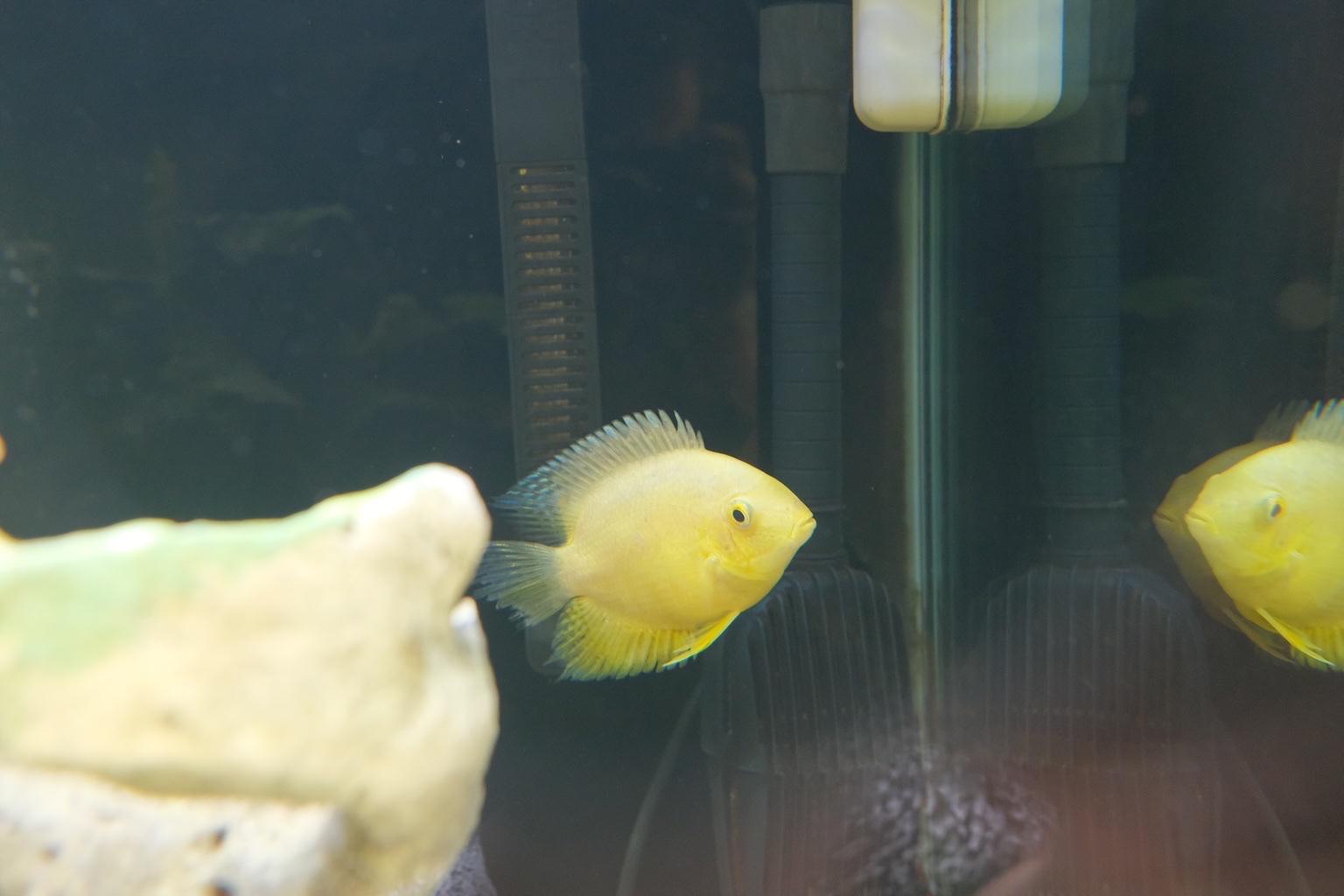 Large yellow severum fish in B45 Bromsgrove for £15.00 for sale Shpock