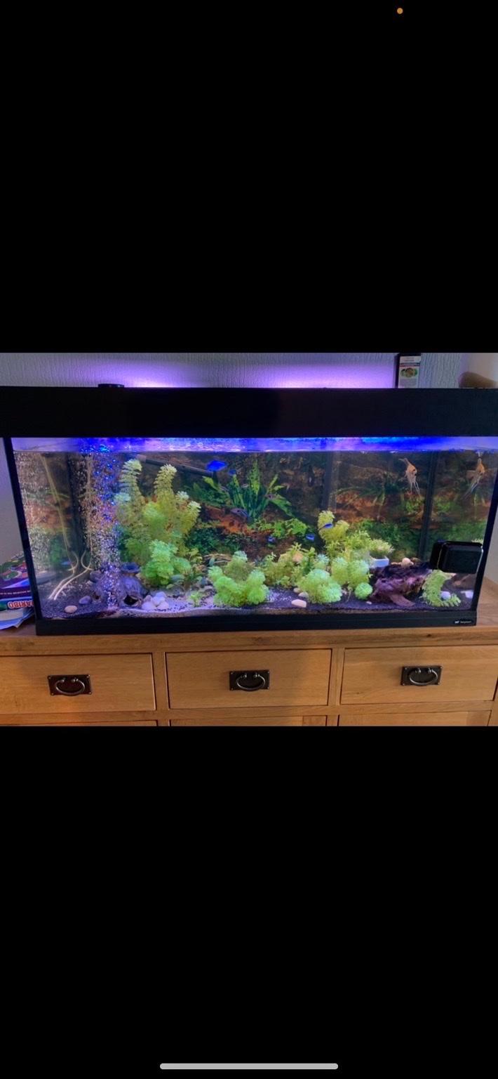200 litre fish tank in S40 Chesterfield for £100.00 for sale Shpock