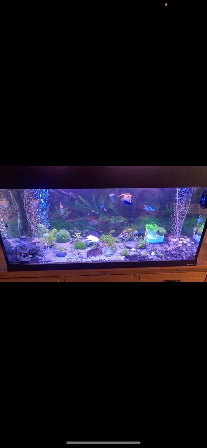 200 litre fish tank in S40 Chesterfield for £100.00 for sale Shpock