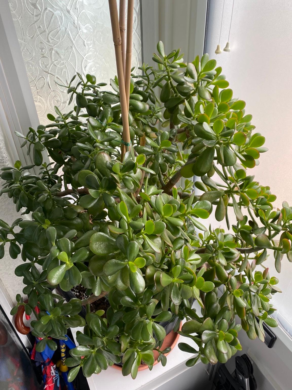 Money tree / bonsai / jade plant huge plant in RM7 London für 550,00 £ zum Verkauf Shpock DE