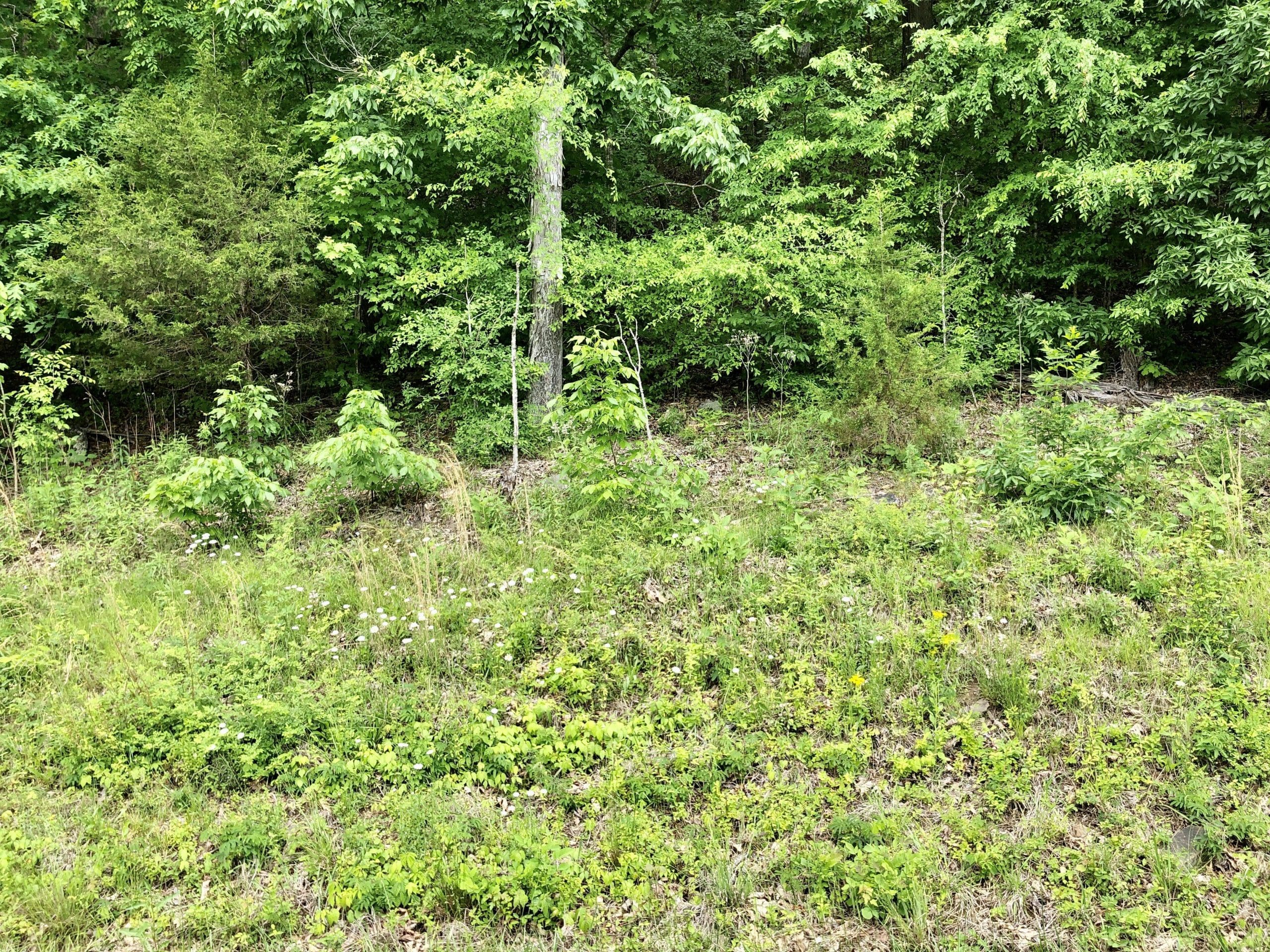 SOLD 28,930 Melton Hill Drive Clinton, TN 37716 Powell Auction