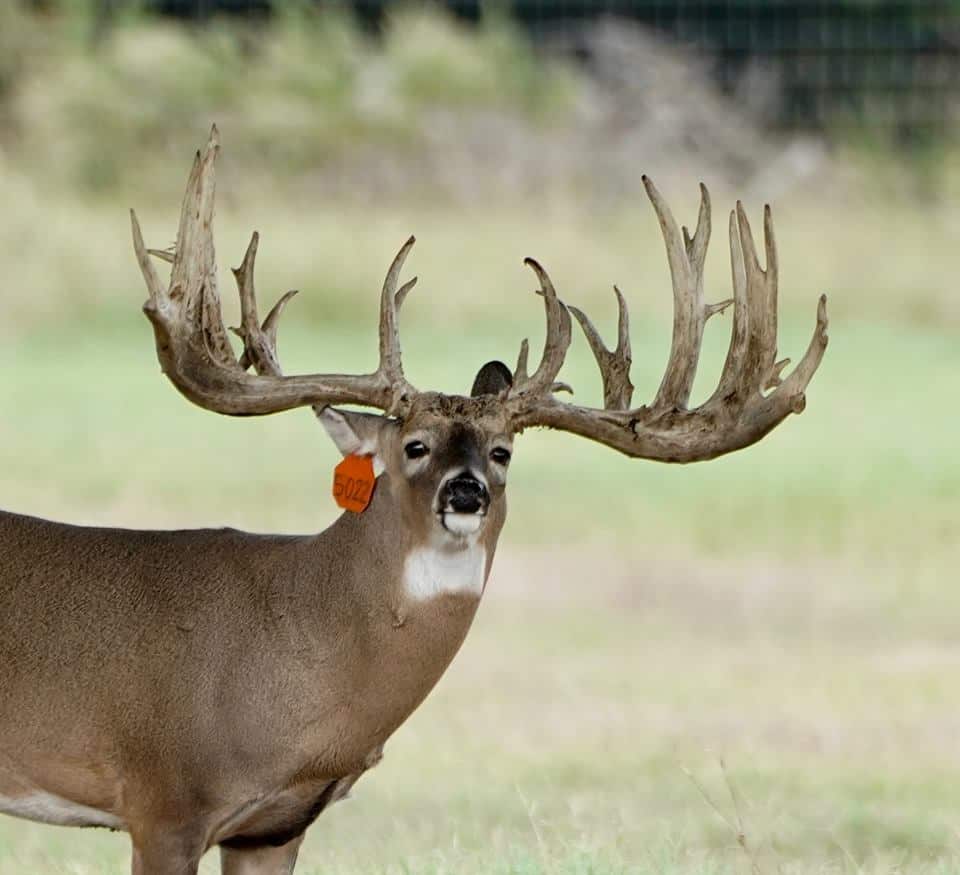 M3 Whitetails Rival Breeder Bucks Deer Breeder In Texas Whitetail