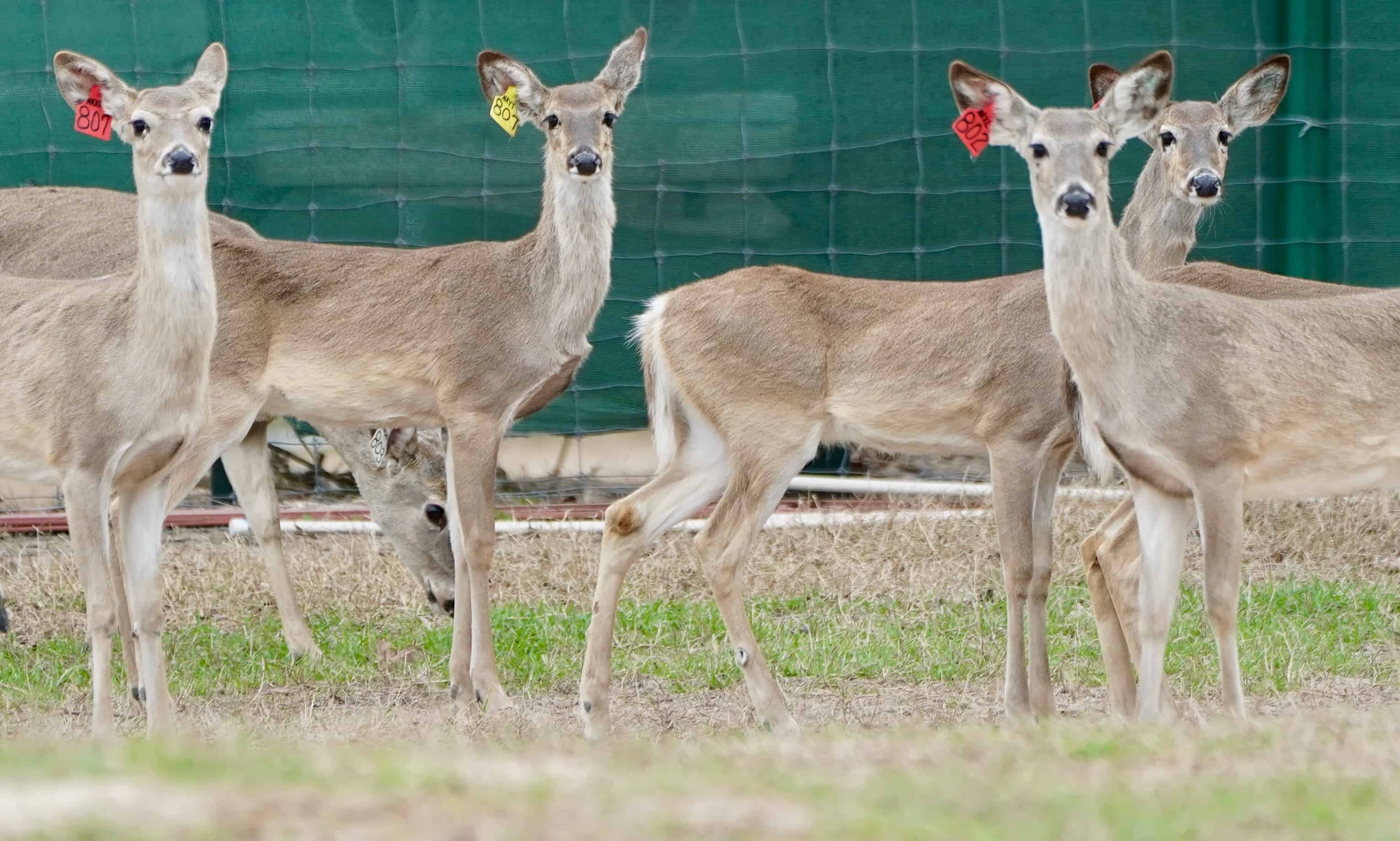 M3 Whitetails Whitetail fawning season! Deer Breeder In Texas