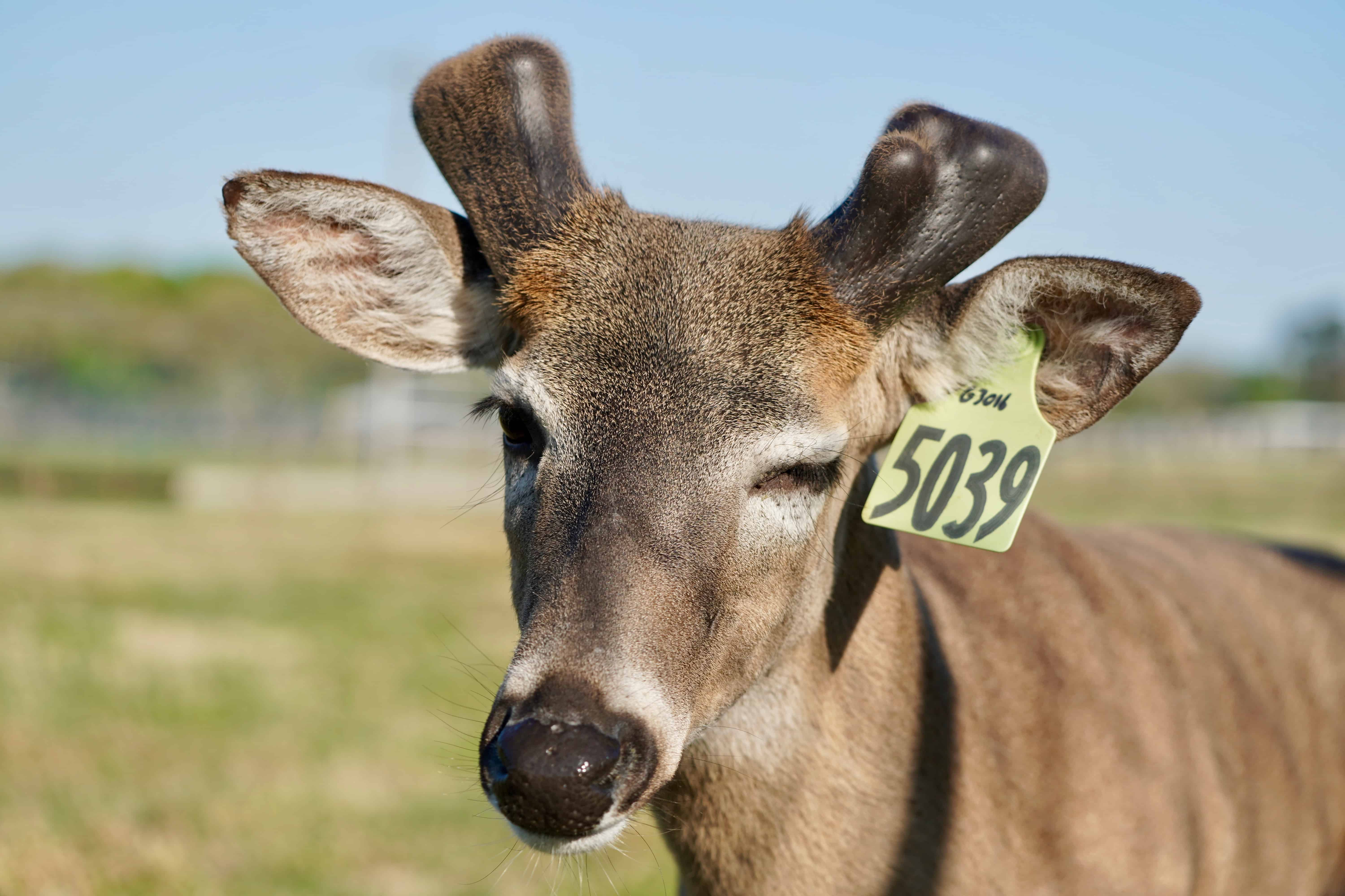 M3 Whitetails McNificent Deer Breeder In Texas Whitetail Deer For Sale