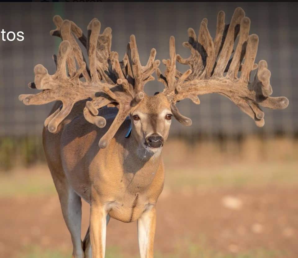 M3 Whitetails First Fawns of the Year Deer Breeder In Texas