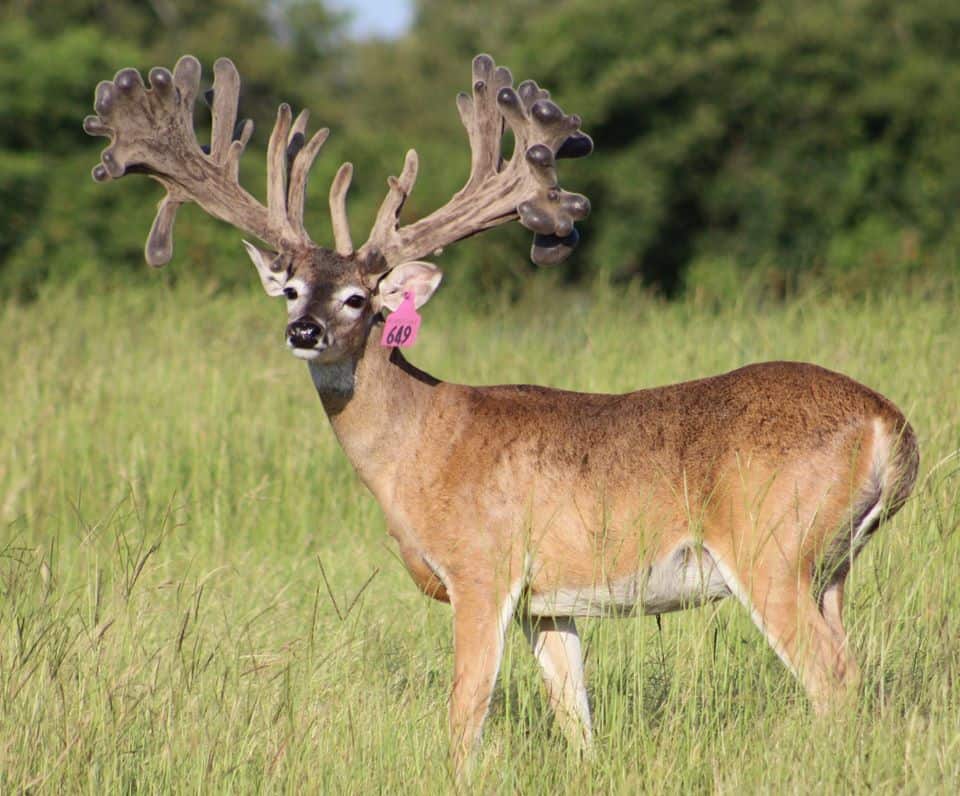M3 Whitetails… A buck I held for another year…. Deer Breeder In Texas Whitetail Deer For Sale