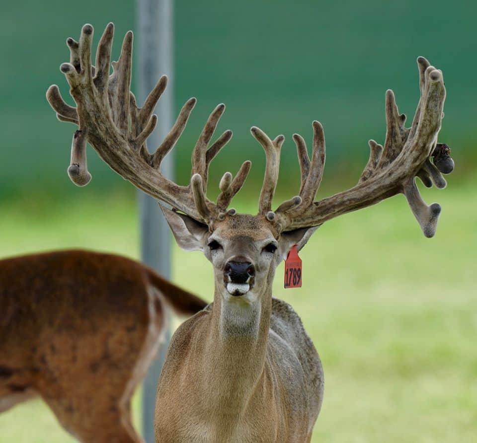M3 Whitetails….. DMP Bucks, Stockers Bucks, Breeder Bucks.. Deer