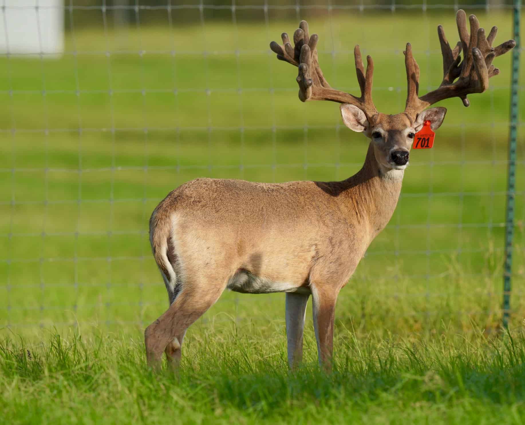 M3 Whitetails….. DMP Bucks, Stockers Bucks, Breeder Bucks.. Deer Breeder In Texas Whitetail