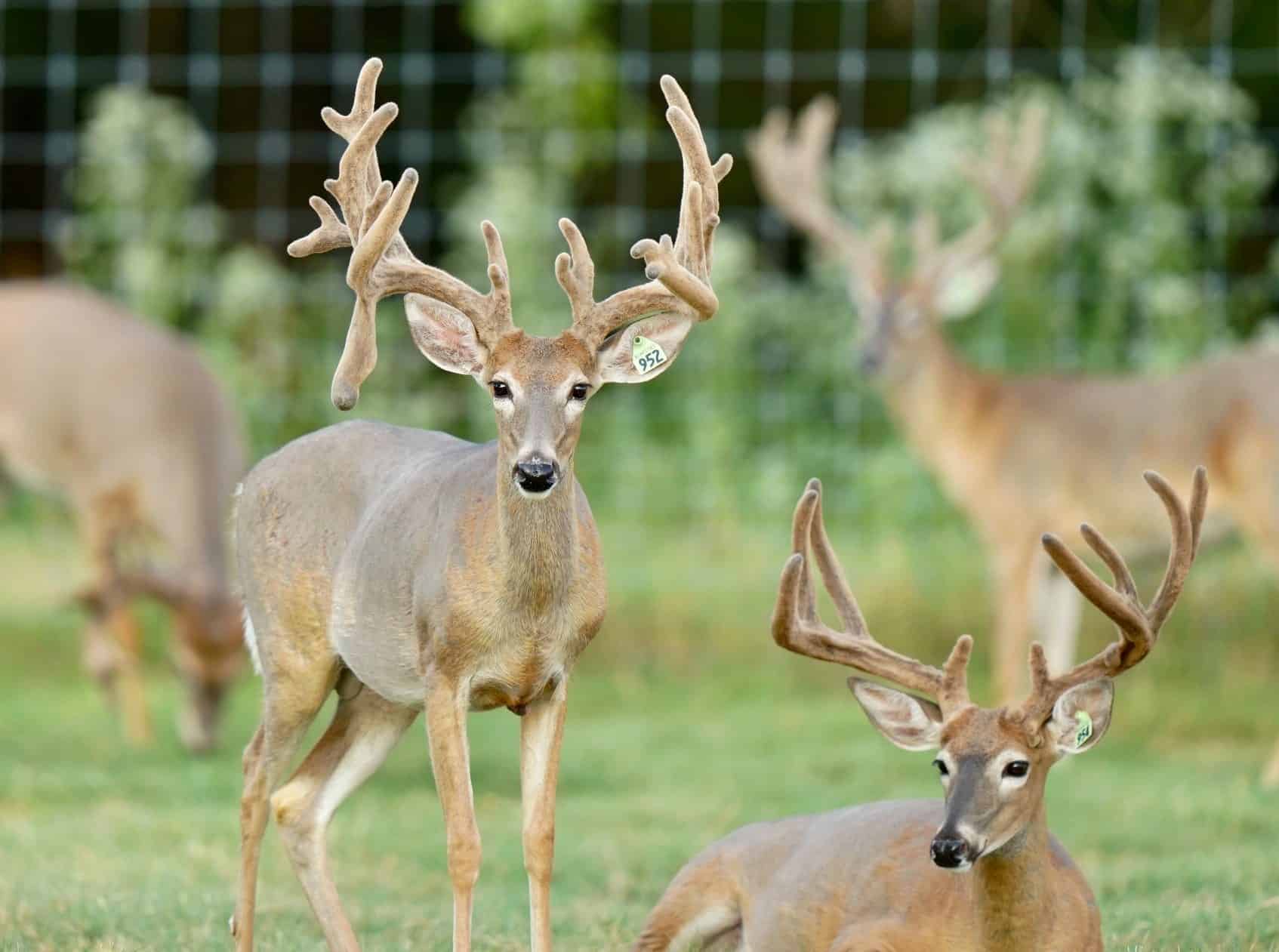M3 Whitetails…. The Kodak never lies! Deer Breeder In Texas Whitetail Deer For Sale