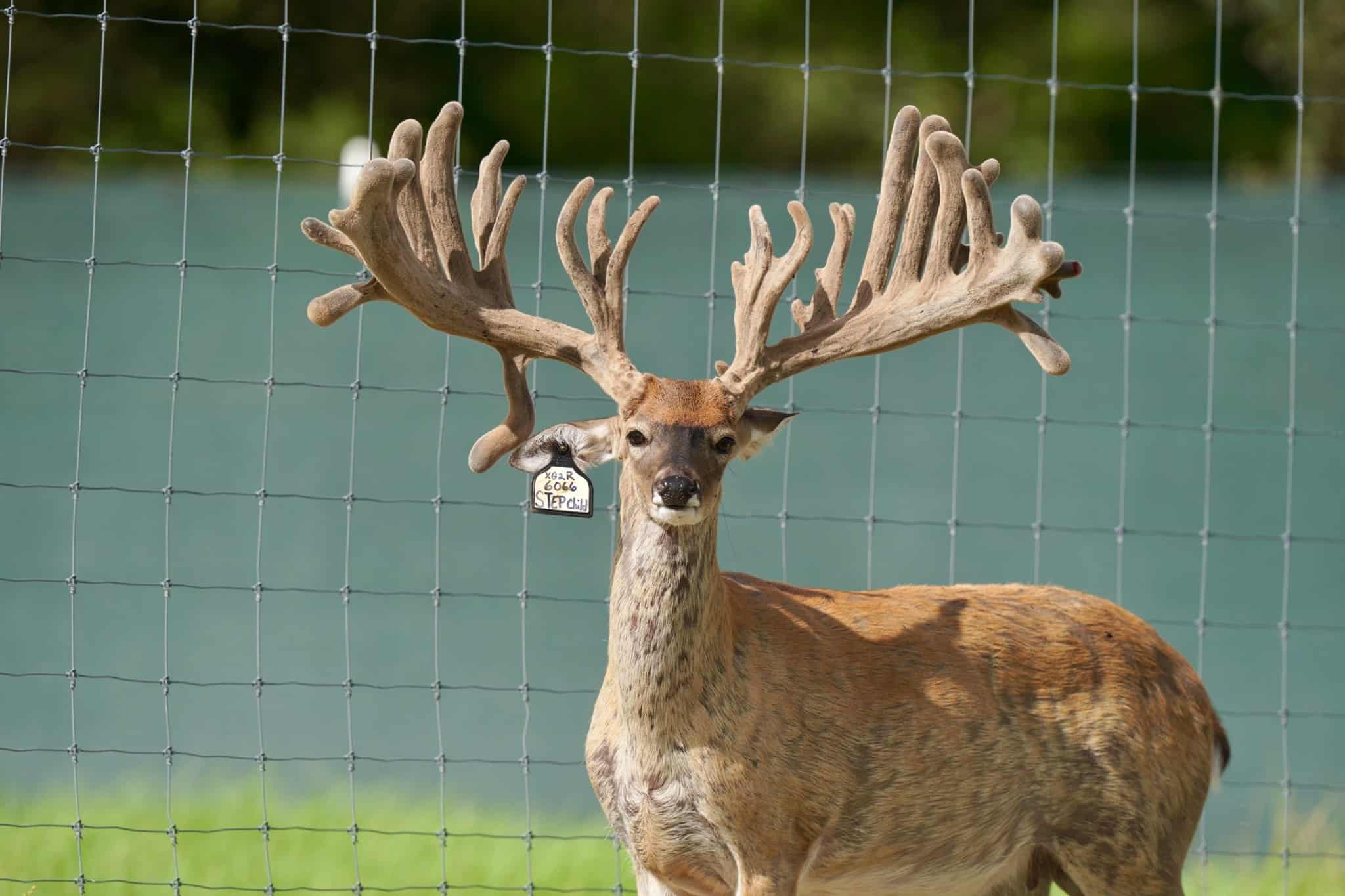 M3 Whitetails…. Any new growth in the buck pens? Deer Breeder In Texas Whitetail Deer For Sale