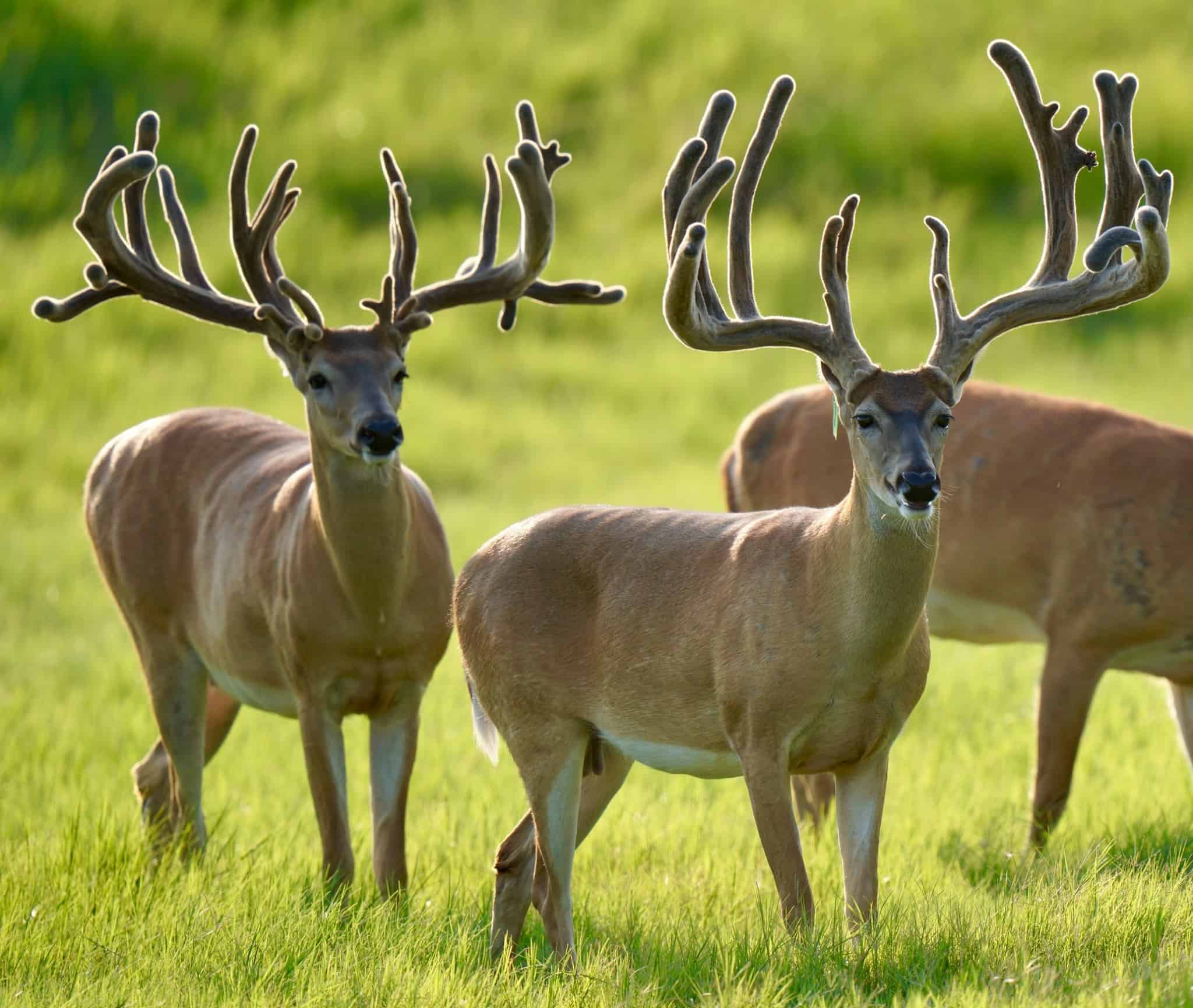 M3 Whitetails….Wider cleaner taller type of look! Deer Breeder In