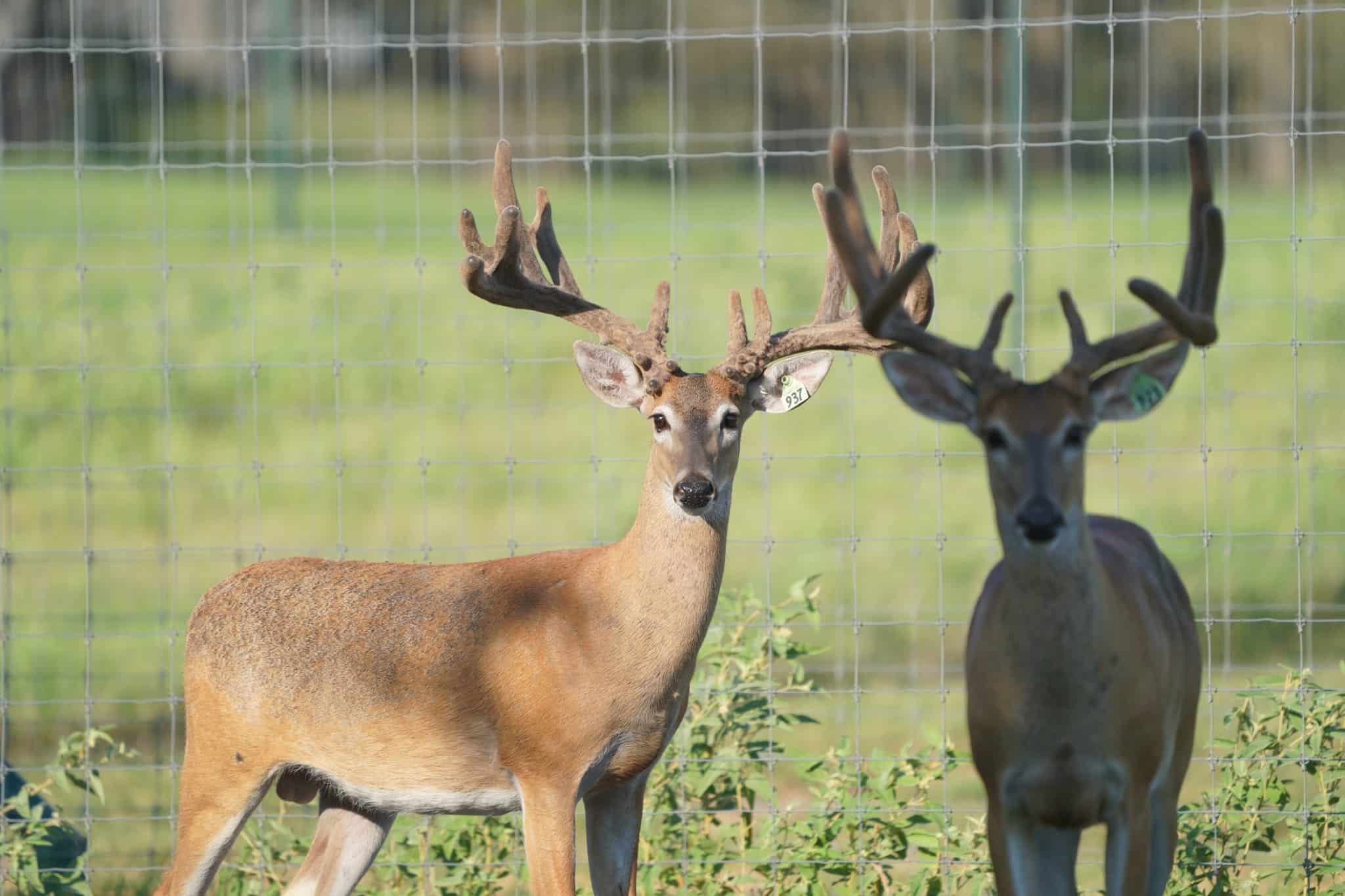 M3 Whitetails…Yearling sons looking …….McNificent! Deer Breeder In