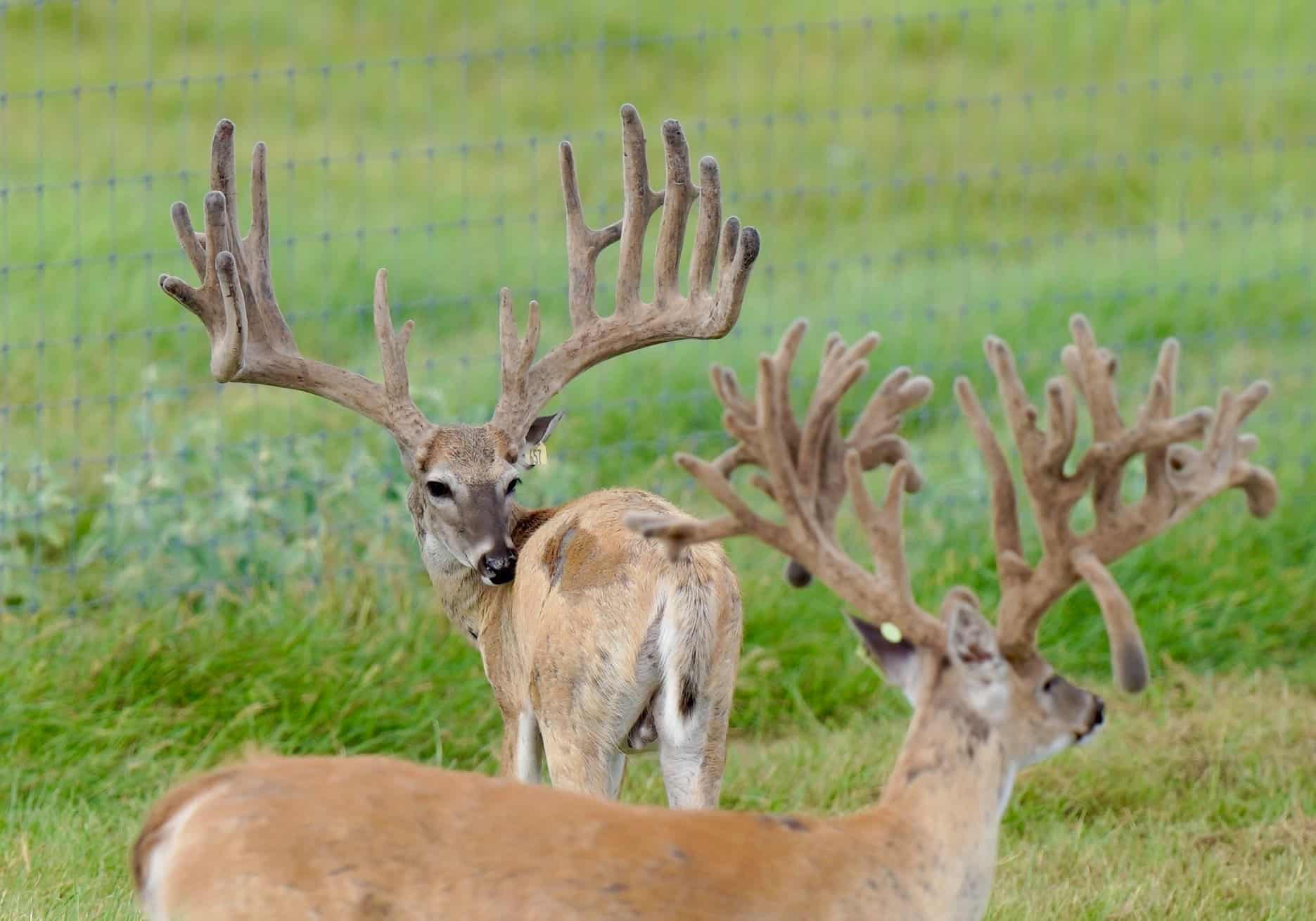 M3 Whitetails…. Any new growth in the buck pens? Deer Breeder In