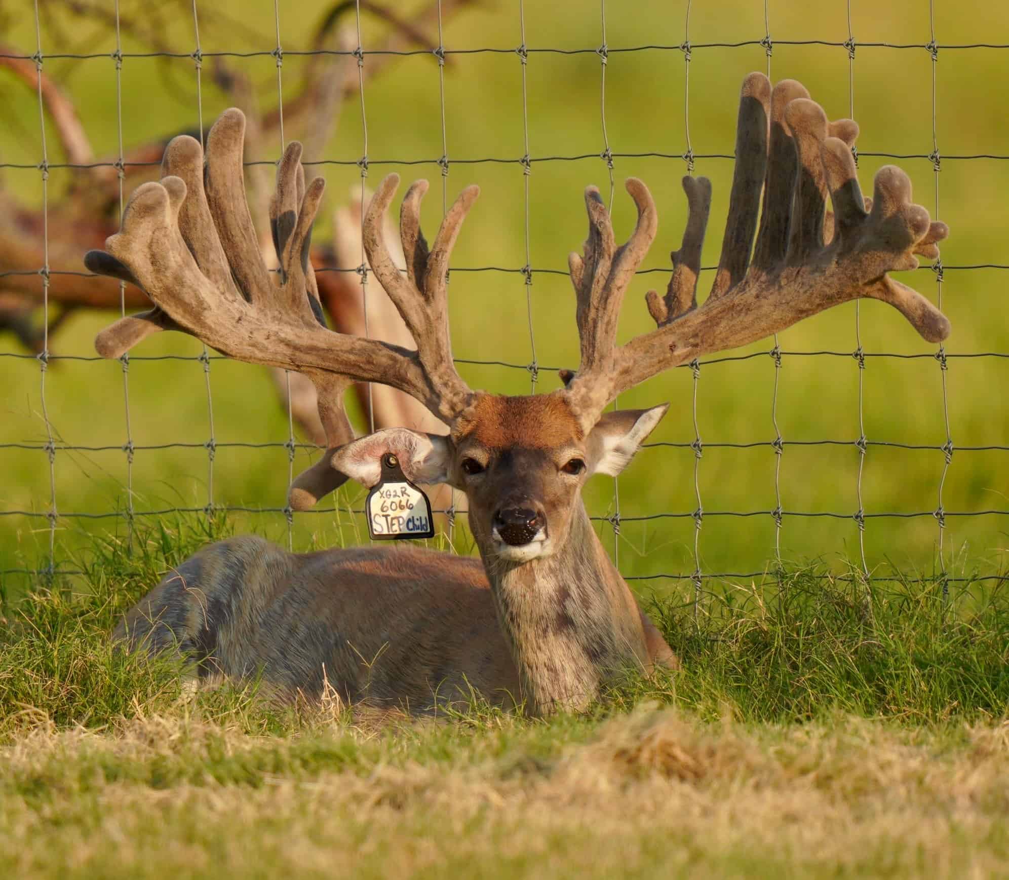 M3 Whitetails….Wider cleaner taller type of look! Deer Breeder In