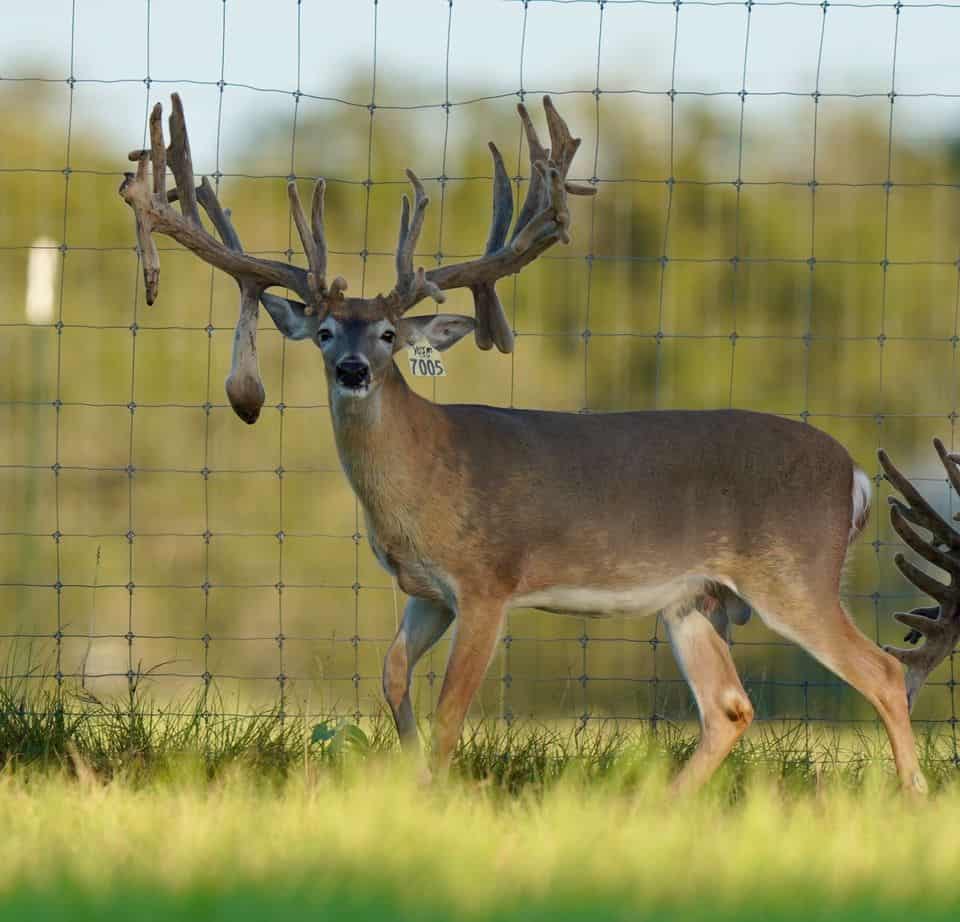 M3 Whitetails…Time to decide who stays and who goes! Deer Breeder In