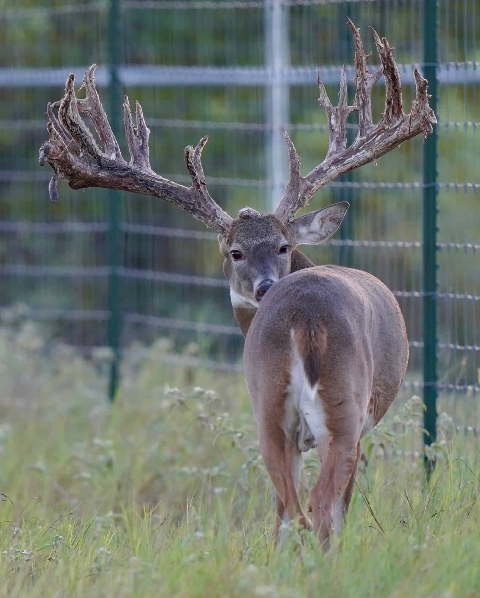 M3 Whitetails….It’s how we roll! Deer Breeder In Texas Whitetail Deer