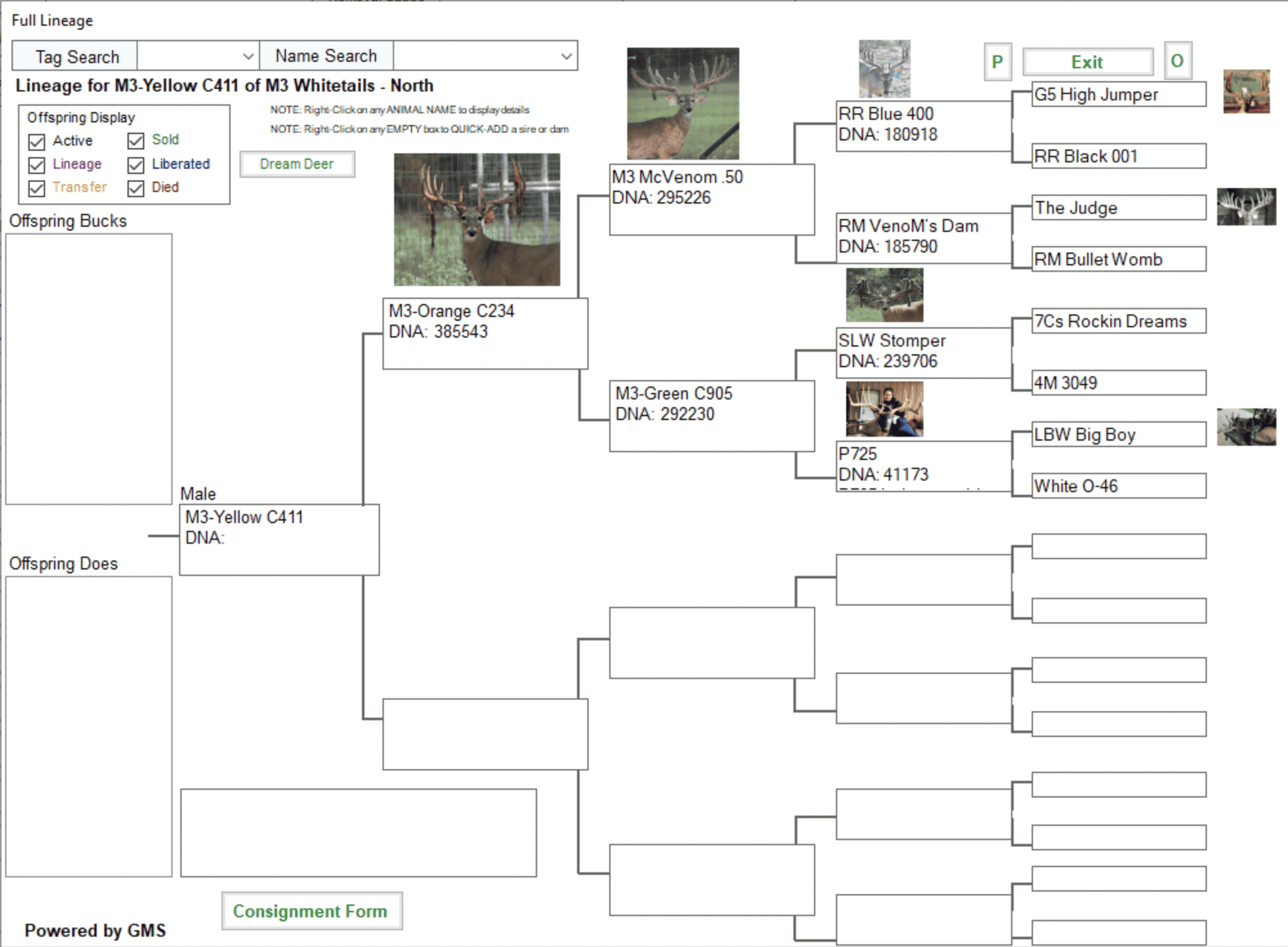 M3Orange C234 24 M3Yellow C411 Deer Breeder In Texas Whitetail Deer