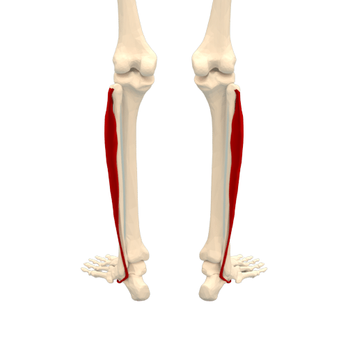 How Long Does Plantar Fasciitis Last? Heal Plantar Fasciitis Faster