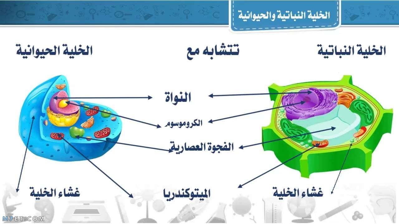 الفرق بين الخلية النباتية والحيوانية وكيف تم اكتشافها
